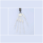 Articulated Fingers $199.00 Articulated Fingers $199.00